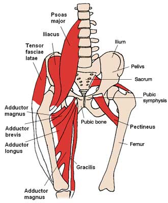 Hip muscle and bone structure