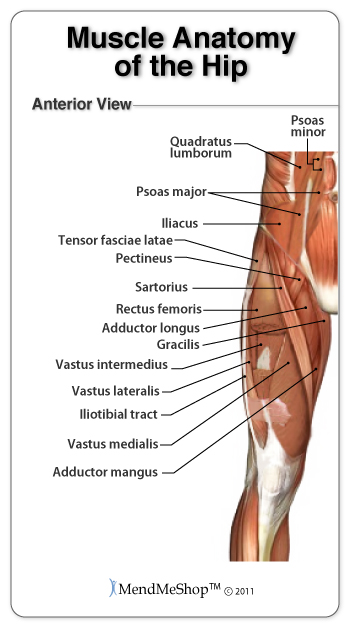 Groin anatomy and the Hip Piriformis muscles